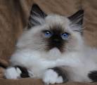 Ragdoll Breed Characteristics and Information | IamCasper