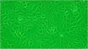 Vero cells are a lineage of cells used in cell cultures. Sars Cov 2 Rapidly Adapts To Vero E6 Cell Culture Propagation