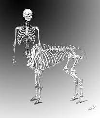 Centaur Skeleton By Nykol Haebrd On Deviantart Centaur Art Artist