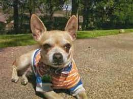 Senior Chihuahua Care Tips
