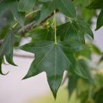 Image result for Altingiaceae