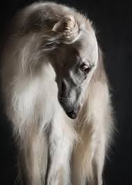 The dog's teeth should be brushed several times a week to prevent tartar buildup. White Borzoi Borzoi Dog Pet Dogs Puppies Dog Photograph