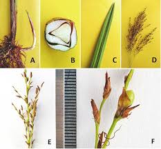 Image result for Scleria poiformis