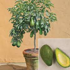 So if you want, you can save some of avocado production rate. Easy Craft Idea How To Grow Avocado In A Pot Grow An Avocado Tree Plants How To Grow Avocado
