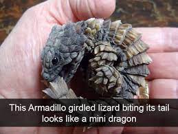 50 Funny Animal Snapchats That Will Leave You With The Biggest Smile Cute Reptiles Funny Animals Cute Baby Animals