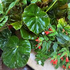 Image result for Begonia