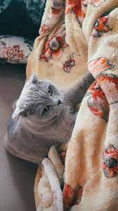pin by nyx on fake story cats fake story cat lovers