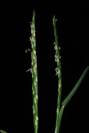 Maybe you would like to learn more about one of these? Stenotaphrum Secundatum St Augustine Grass North Carolina Extension Gardener Plant Toolbox