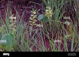 Image result for Rhynchosia heterophylla