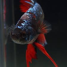 Pin By Yalcin On Siyam Kavgaci Baligi Beta Betta Betta Fish Betta Aquarium