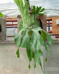 Image result for Platycerium