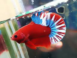 Betta fish are best known for being small, colorful pets with big personalities. Rare Solid Red Body With Fancy Tail Hmpk Betta Fish Siamese Fighting Fish By Bettaboy