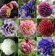 Image result for Aquilegia pompom mix