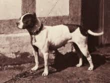 American Pit Bull Terrier Wikipedia