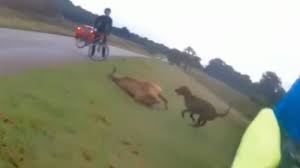 The story of civil war richmond through videos, photos, and virtual. Richmond Park Dog Walker Fined 602 Over Pet S Relentless Fatal Attack On Deer Uk News Sky News
