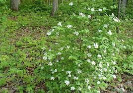 In nc it is native to the piedmont area. Viburnum Rafinesqueanum Cure Nursery