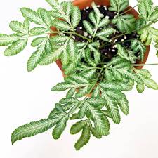 Image result for Pteris