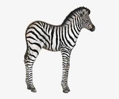 Decal has a matte finish to reduce light reflections and look. Baby Zebra Animal Wall Decal Sticker Zebra Wall Decal Home Decor Decals By Walls Of The Free Transparent Png Download Pngkey