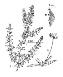 Image result for Hydrilla verticillata