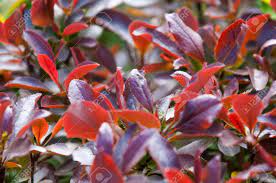 Wir haben hier einen strauch aus unserem garten abzugeben. Textur Hintergrund Muster Saftige Grune Blatter Sind Rot Berberitzenbusch Ein Dorniger Strauch Mit Kleinen Roten Beeren Und Beeren Lizenzfreie Fotos Bilder Und Stock Fotografie Image 81174050