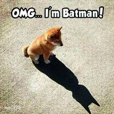 Trendy Baby Animals For Sale Melbourne Cool Funny Dog Memes Cute Jokes Funny Animal Memes