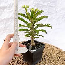 Image result for Monadenium torrei