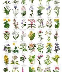For Flowers For Algeron Wunderschone Blumen Blumen Anbauen Garten Pflanzen