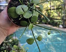 Image result for Selaginella imbricata