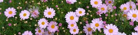 Download Federation Daisies Flower Power