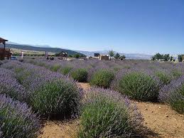 Isparta lavanta festivali ile, gül bahçelerine hayran kaldığımız isparta'nın, bir diğer yüzünü de görmüş olacağız.bin bir güzelliği bünyesinde barındıran isparta, aslında tam da bir lavanta cenneti olarak karşımıza çıkıyor.isparta bünyesinde yapılan lavanta festivali ne zaman sorusunu soranlar için yaz sezonunda lavanta hasat dönemi ile birlikte isparta lavanta. Lavanta Kokulu Koy Kuyucak Azgezenadam