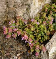 Image result for Haumaniastrum venosum