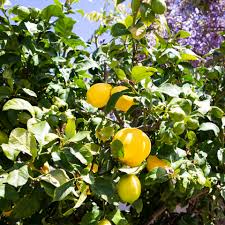 Let us know what you think. How To Grow Eureka Lemon Trees