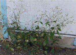 Image result for Euphorbia graminea