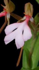 Image result for Habenaria dregeana