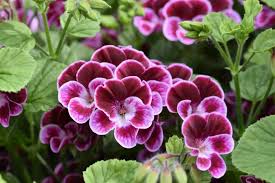Image result for Pelargonium