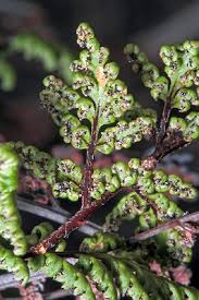 Image result for Cheilanthes similis