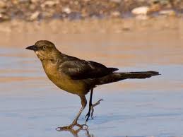 Tailed grackle black birds in arizona. Avian Infanticide In Arizona Grackle Family Life Between Two Cities