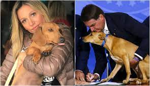 A crítica faz referência a postura dele quanto ao coronavírus. Luisa Mell Agradece A Bolsonaro Por Lei Que Protege Caes E Gatos Brasil Pleno News