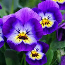 زهرة البنفسج زهور نبات البنفسج in 2021 plants flowers