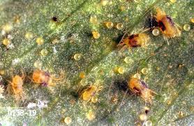 Image result for spotted spider mite