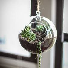 Epingle Sur Terrarium Cactus Et Succulentes