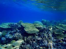 Coral reef near Aqaba, Jordan [IMAGE] | EurekAlert! Science ...