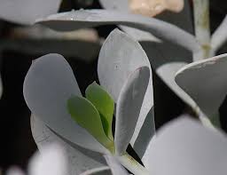 Image result for Cotyledon barbeyi