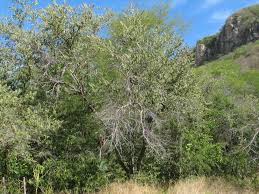 Image result for Guazuma