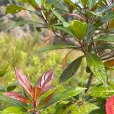 Image result for Heteropyxidaceae