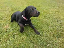 Puppies can go home with you august 20th, 2021. Black Lab Rottweiler Mix Puppies Sale Petsidi