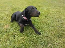 Find the perfect labrador retriever puppy for sale in wisconsin, wi at puppyfind.com. Black Lab Rottweiler Mix Puppies Sale Petsidi