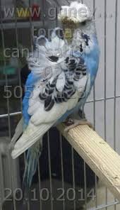 Ithal Tepeli Muhabbet Kusu Www Guneypetshop Com