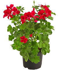 Geranien und pelargonien stutzen und schneiden geranien. Einfache Geranie Hangend Dehner