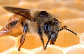De retour à la ruche, elle régurgite une certaine quantité de ce glucose est alors modifiée par une seconde enzyme, la glucose oxydase. La Ruche De La Foret Nourriciere La Foret Nourriciere